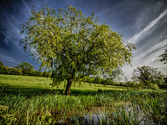 Willow