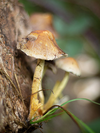 Toadstool