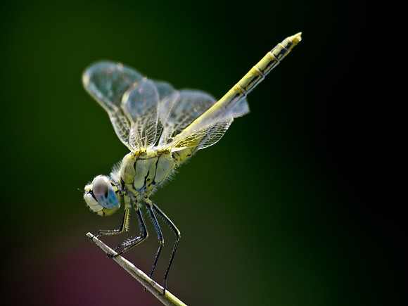 Egyptian Dragonfly - unidentified