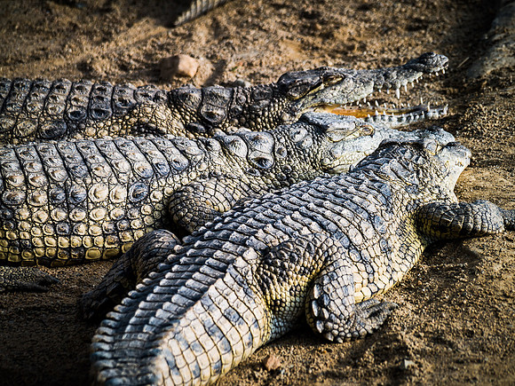 Crocodiles, South Africa