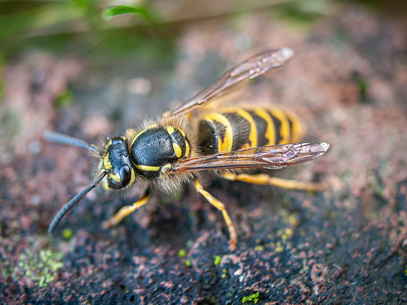 Wasp