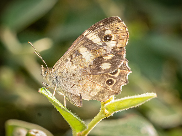 Speckled Wood - underside