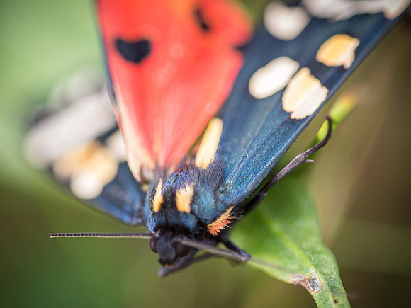 Scarlet Tiger