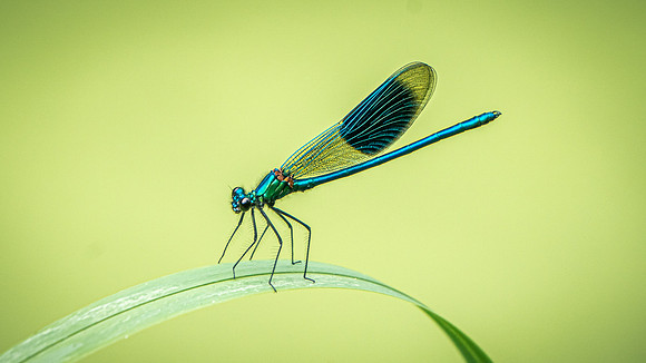 Banded Demoiselle