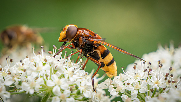 Hoverfly mimic Hornet