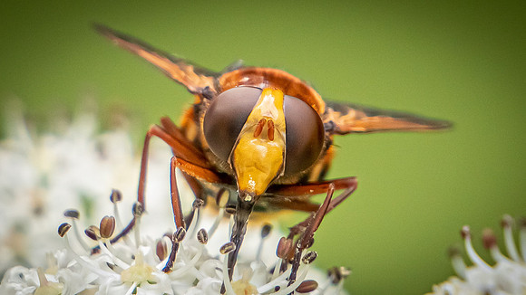 Hoverfly mimic Hornet