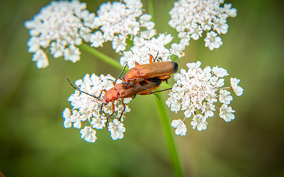 Common Red Soldier Beetle