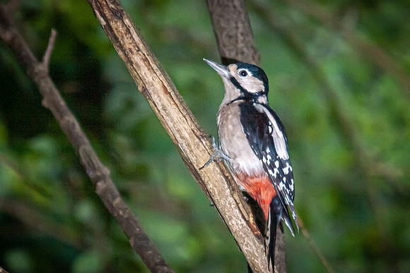 Greater Spotted Woodpecker