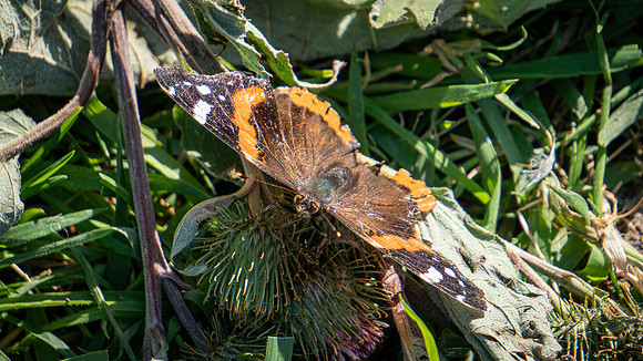 Red Admiral