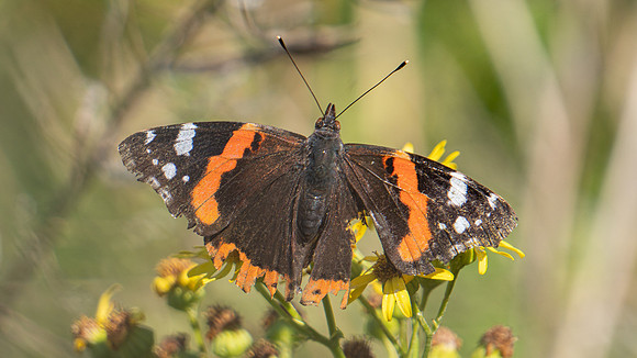 Red Admiral