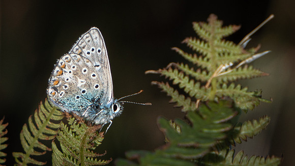 Common Blue