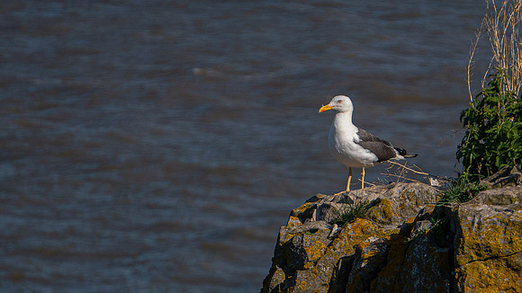 Lesser Black Backed Gull adult