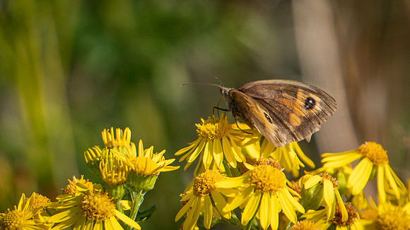 Gatekeeper