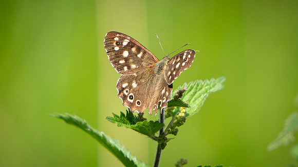Speckled Wood - top