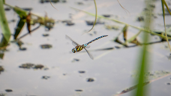 Migrant Hawker - record shot
