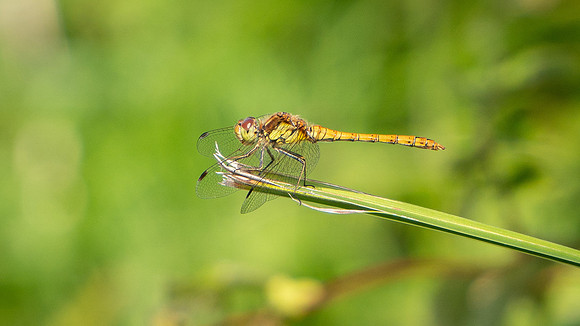 Common Darter - female