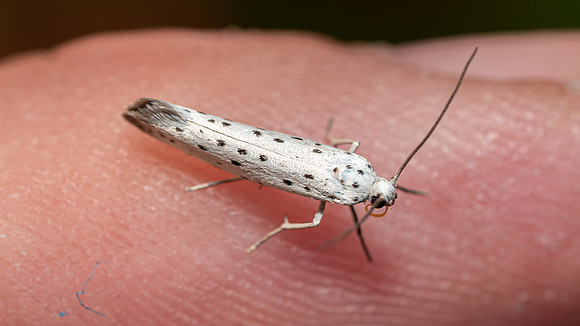 Spindle Ermine