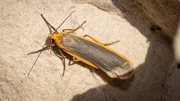 Common Footman