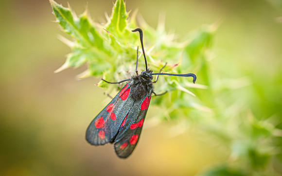 Six-spot Burnett Moth