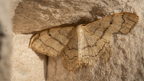Riband Wave
