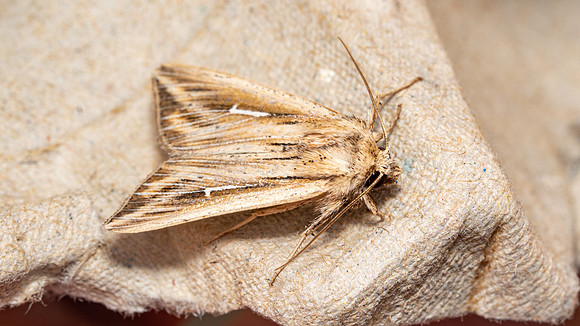 L-album Wainscot