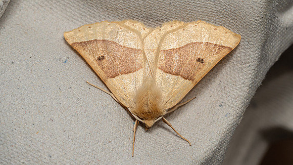Scalloped Oak