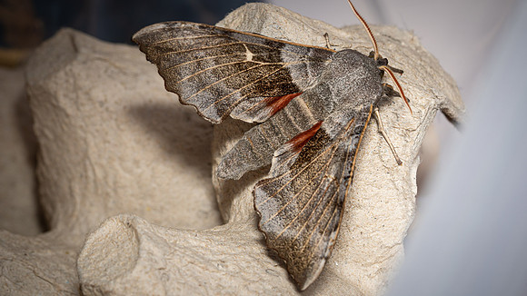 Poplar Hawkmoth
