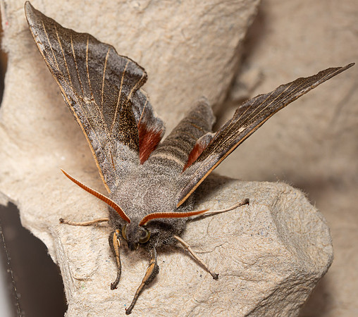 Poplar Hawkmoth