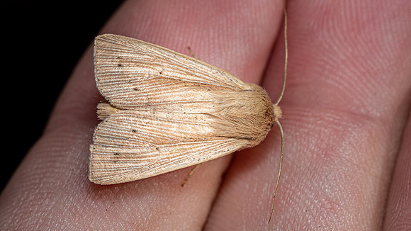 Smoky Wainscot