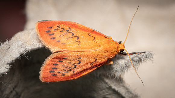 Rosy Footman