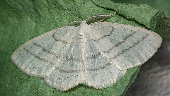 Common White Wave