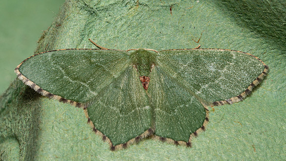 Common Emerald