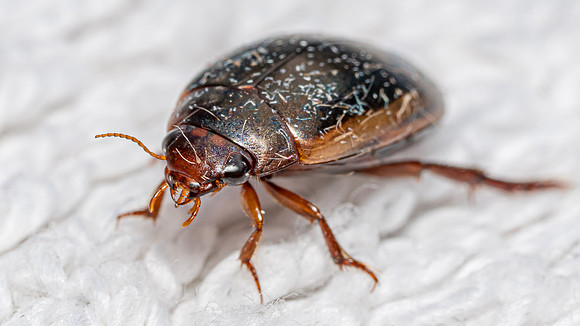 Great Diving Beetle
