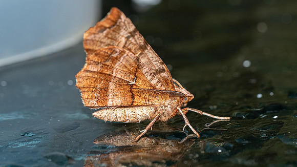 Early Thorn
