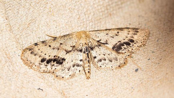 Single-dotted Wave