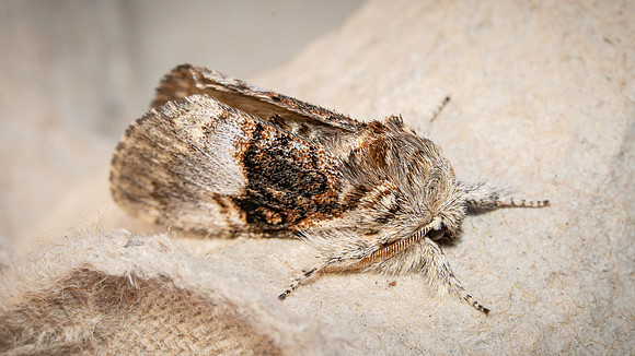Nut-tree Tussock (side)