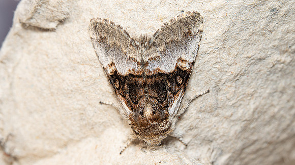 Nut-tree Tussock (top)