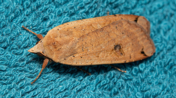 Large Yellow Underwing