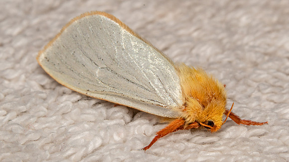 Ghost Swift