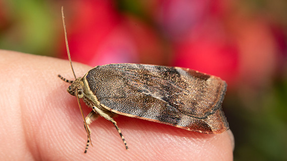 Lesser Broad-bordered Yellow Underwing