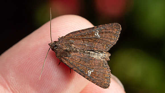 Common Rustic
