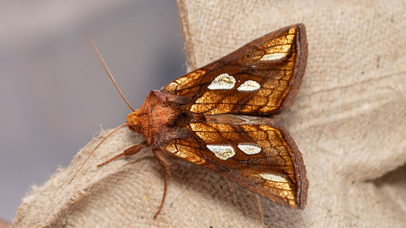 Gold Spot