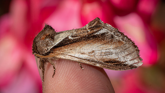 Lesser Swallow Prominent