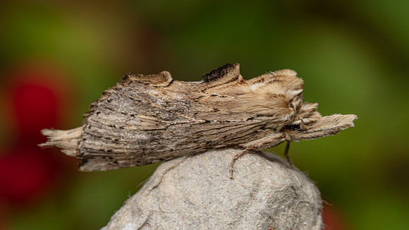 Pale Prominent