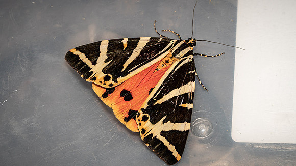 Jersey Tiger