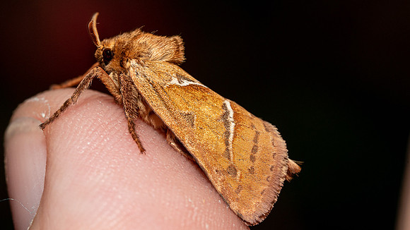 Orange Swift