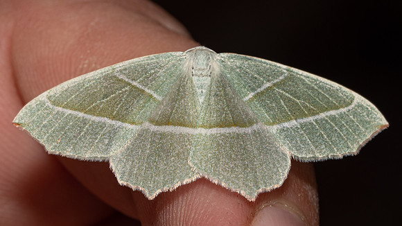 Light Emerald