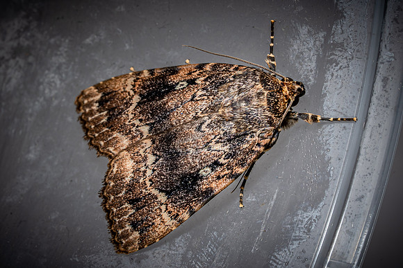 Copper Underwing