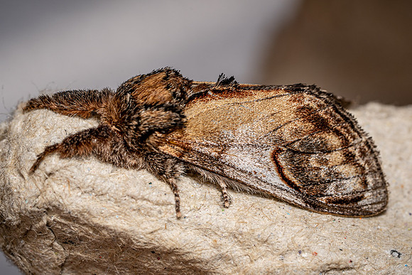 Pebble Prominent