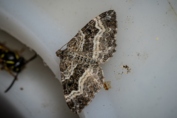 Common Carpet